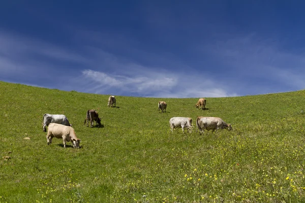 Landscape with cows — Stock Photo, Image