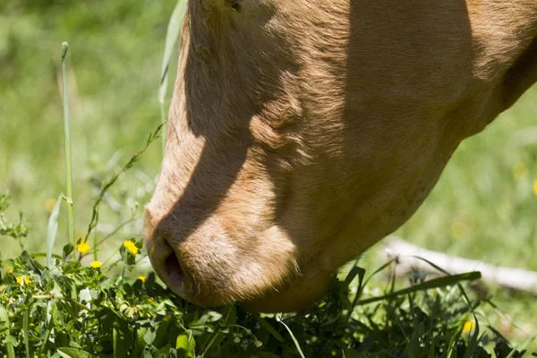 Fechar a vaca — Fotografia de Stock