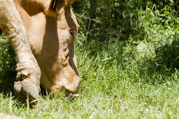 Close up cow — Stock Photo, Image