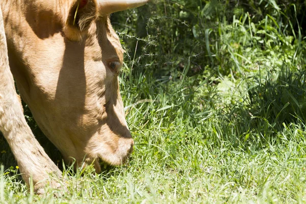 Close up cow — Stock Photo, Image