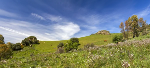 Panoramic rural scene — Stock Photo, Image