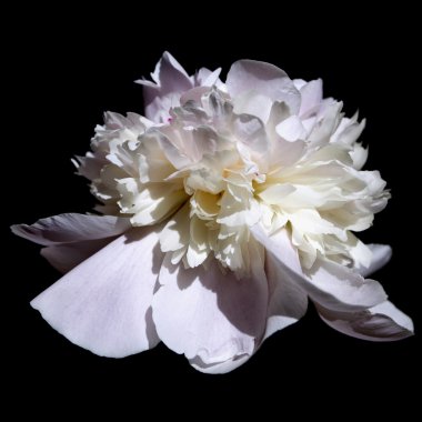 çiçek mavi ve beyaz Şakayık