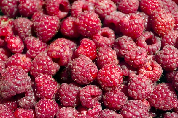 Ripe red raspberries — Stock Photo, Image