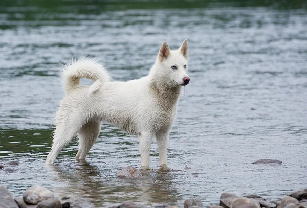Mavi gözlü Sibirya husky köpek anlamına gelir ve önde görünüyor. Köpek gölde. Islak köpek