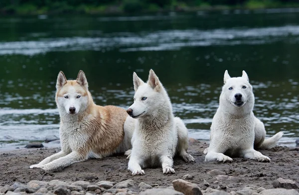 Siberiano husky cane con gli occhi azzurri si erge e guarda avanti. Cane nel lago. Cane bagnato — Foto Stock