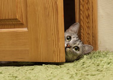 Yaramaz kedi ev kapıdan bakıyor oynuyor. Kedi düz seyir. Komik hayvan evde