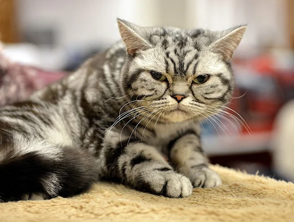 Beetje verbazingwekkende Britse shorthairs kat, kleine katje in onscherpe achtergrond, Bri Brits korthaar in mooie achtergrond, kleine kitten — Stockfoto