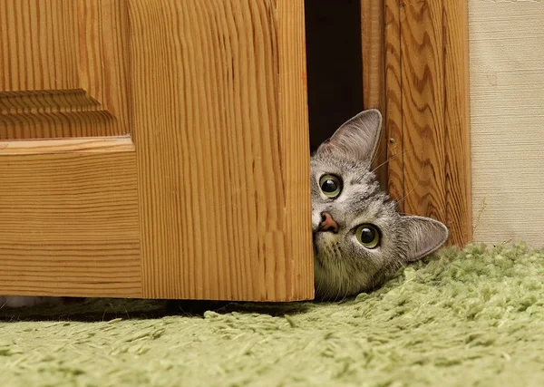 Gatto cattivo che gioca a casa guardando attraverso la porta. Il gatto guarda dritto. Animale domestico divertente a casa — Foto Stock