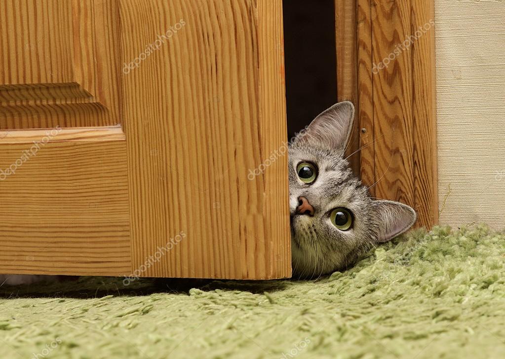 Pictures naughty cat Naughty cat playing at home looking through the