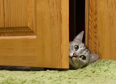 Meraklı kedi arasında kapı, komik meraklı Gri kedi seyir