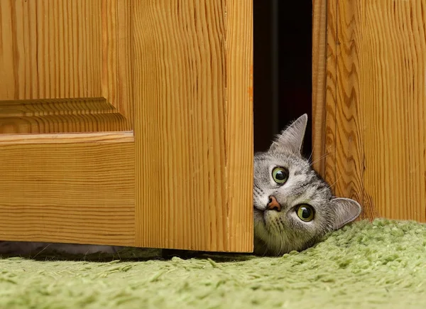 Gato curioso olhando entre portas, engraçado gato cinza curioso — Fotografia de Stock