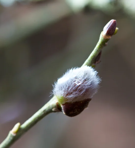 Blossom av Hassel i närheten upp våren kort — Stockfoto