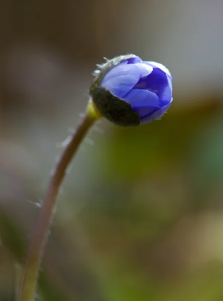 Flor violeta salvaje, flor violeta de madera con espacio para el texto —  Fotos de Stock