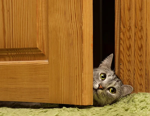 Sad cat looking to the right between doors, sad grey cat, green eyes cat, sad kitten — Stock Photo, Image