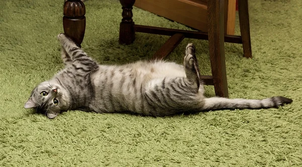 Игровая кошка в естественной домашней обстановке — стоковое фото