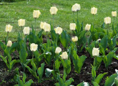 Beyaz Sarı laleler Lale-mumlar güzel güneşli arka plan bahar bahçe büyüyen