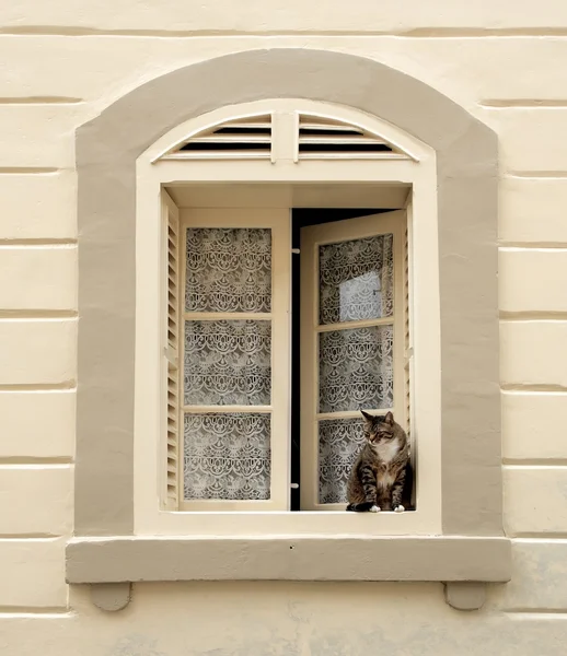 Большой толстый кот сидит в окне, домашний кот снаружи — стоковое фото