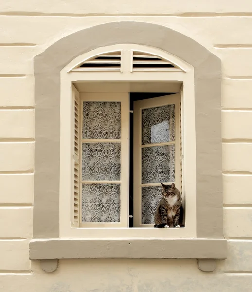 Big fat cat sitting in the window, domestic cat outside — Stock Photo, Image