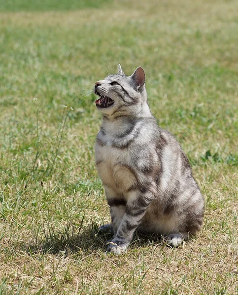 灰色の美しい猫イオン緑の草の背景探して — ストック写真