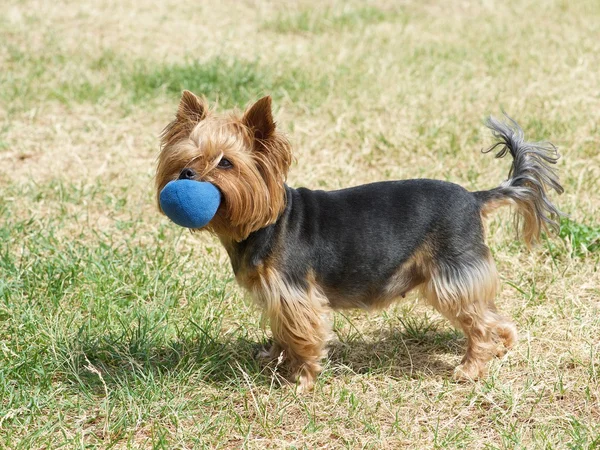 Cucciolo yorkshire terrier sullo sfondo erba verde, Cute Yorkshire Terrier Dog Giocare nel cortile, Un piccolo terrier yorkshire, piccolo bel cane cucciolo — Foto Stock