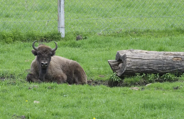 Stora manliga bison i skogen, bison i gräsmarker, vilda slätterna Bison, europeisk Bison (Bison bonusar) på nära håll med selektiv inriktning och grön natur bakgrund — Stockfoto