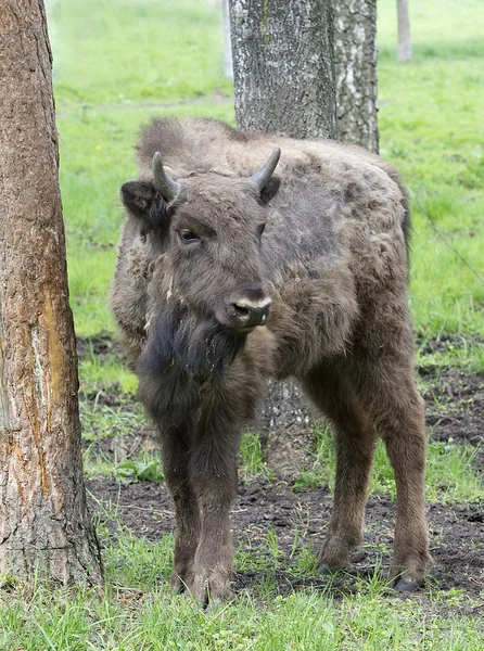 Stora manliga bison i skogen, bison i gräsmarker, vilda slätterna Bison, europeisk Bison (Bison bonusar) på nära håll med selektiv inriktning och grön natur bakgrund — Stockfoto