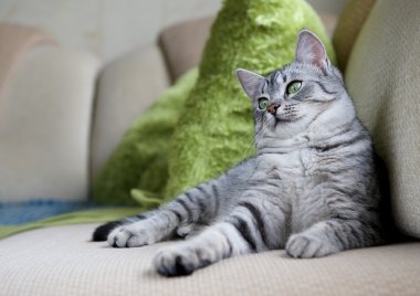 Güzel komik genç kedi bir divan, meraklı kedi