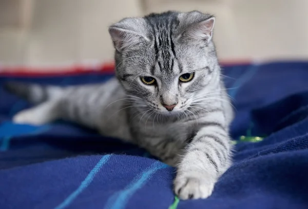 Kedi, bir divan yakın kadar evde beslenen hayvan hayvan, zarif rahatlatıcı bir yatakta, genç oyuncu yavru kedi kedi dinlenme — Stok fotoğraf