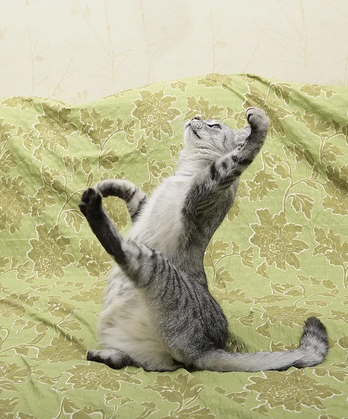 Gato em fundo verde, retrato de jogar gato. Gatinho bonito olhando para cima, gato brincalhão — Fotografia de Stock