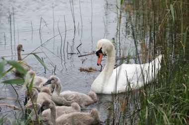 Beyaz güzel kuğu kapatın. Güzel kuğu, zarif kuş portresi