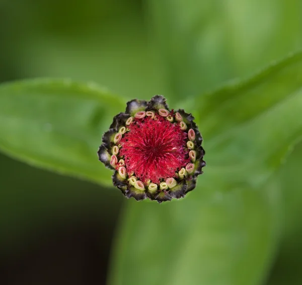 Röd blomma, vy från toppen, konstnärligt foto av blossom blomma. — Stockfoto