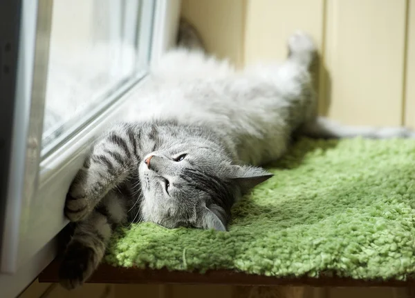 Забавный отдыхающий кот на балконе в солнечный жаркий летний день, сонный кот, юный котенок на террасе, полусонный кот с открытыми глазами — стоковое фото