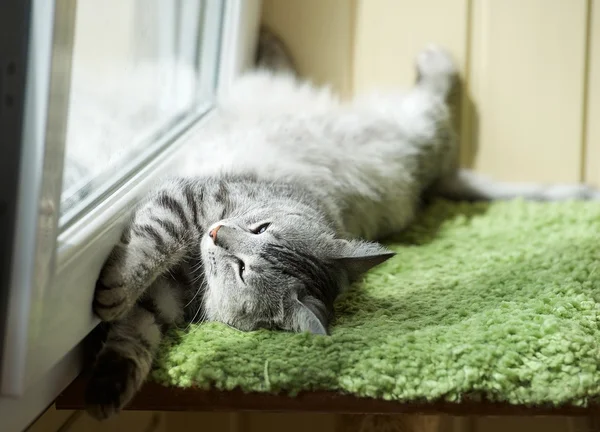 Funny resting cat in the balcony on sunny hot summer day, sleepy cat, young kitten in the terrace, half sleepy cat with open eyes — Stock Photo, Image