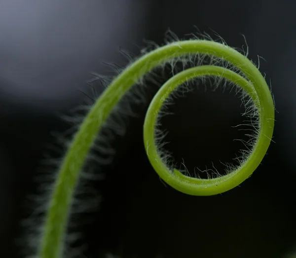 Makro foto av grönt gräs isolerade i mörk bakgrund, naturens skönhet. Färska gröna blad i grön bakgrund — Stockfoto