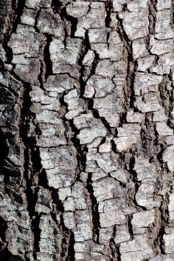 Eski çam ağacı kabuğu doku. Eski ağaç. Eski çam. Yaş ve zaman kavramsal fotoğrafı