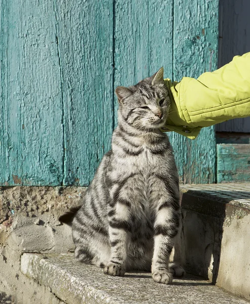 Katze und Mensch, Porträt einer glücklichen Katze mit geschlossenen Augen und der Hand einer Frau, die Katze umarmt, Menschen, die mit dem Kätzchen spielen. Frau umarmt und kuschelt ihr graues Haustier. Katze auf der Sonne — Stockfoto