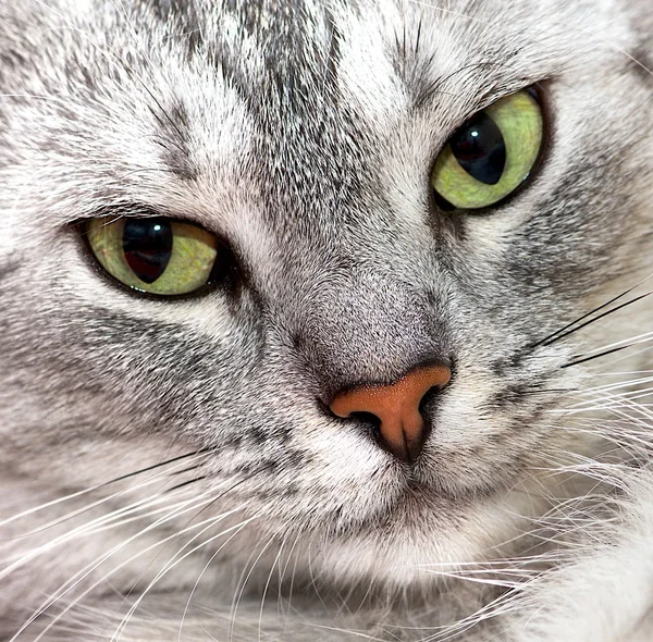 Katteansikt nært, portrett av en sint katt på nært hold. hodeavling – stockfoto