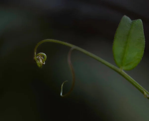 Yeşil Çimlerin Makro Fotoğrafı Bulanık Arkaplanı Kapat — Stok fotoğraf