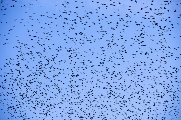 Beaucoup Oiseaux Dans Ciel Des Oiseaux Dans Ciel Saison Migration — Photo