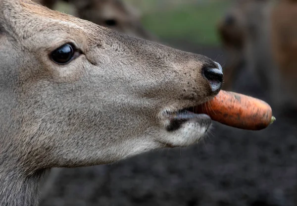 Humoristische Foto Van Herten Eten Wortel Focus Neus Rechtenvrije Stockafbeeldingen