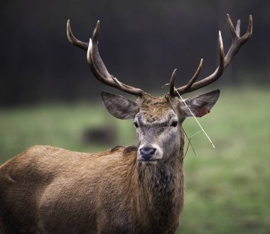 Sonbahar renklerinde güzel büyük bir geyik. Karanlık arka planda geyik portresi. Doğal arka planda otlayan hayvan, yazı için alan, yatay. Büyük boynuzlu geyik kafası. Yaklaş..