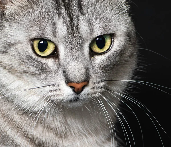 Kedi Portresi Yakın Plan Nanılmaz Güzel Bir Kedi Sola Bakan — Stok fotoğraf