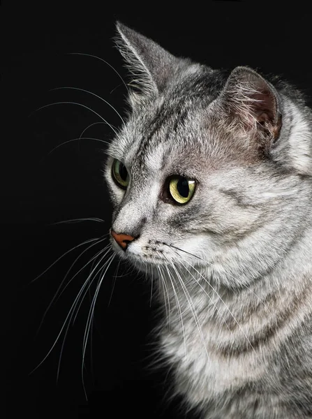 Kedi Portresi Yakın Plan Nanılmaz Güzel Bir Kedi Sola Bakan — Stok fotoğraf