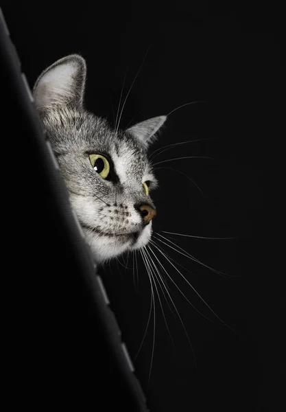 고양이 초상화닫습니다 왼쪽을 바라보는 어두운 배경에 고립되어 텍스트를 공간으로 관객을 — 스톡 사진