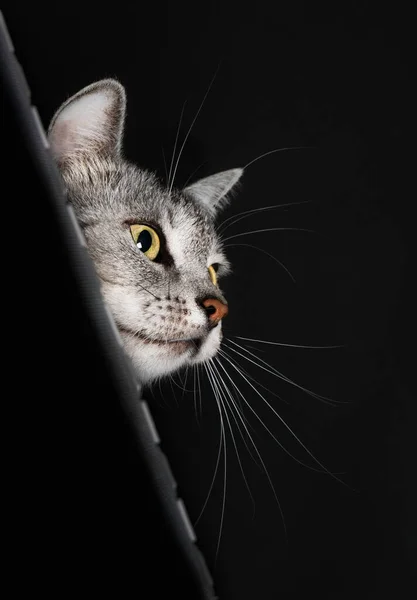 Retrato Gatinho Curioso Perto Incrível Gato Bonito Fechar Space Para — Fotografia de Stock