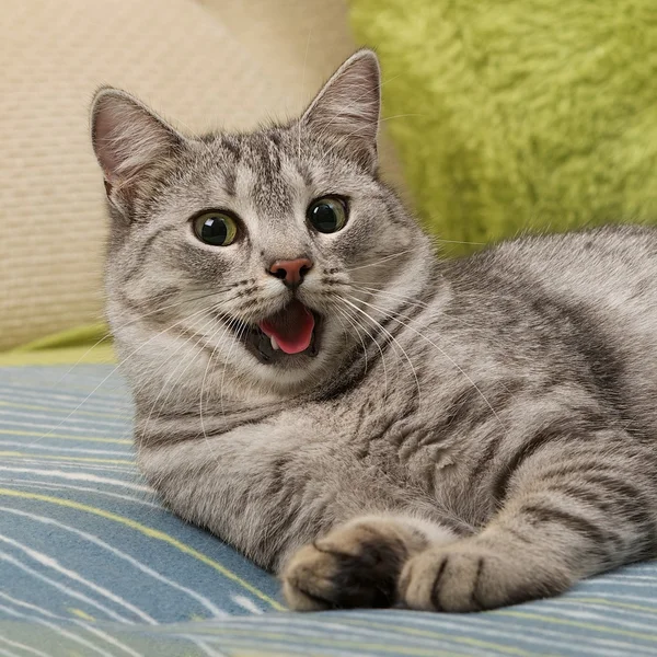 Chat très fatigué sur un canapé, chat à bouche ouverte en arrière-plan flou, Portrait de chat en gros plan, seule culture en tête, chat bâillant en arrière-plan flou, chat drôle, chat relaxant, chat curieux, chat à bouche ouverte — Photo