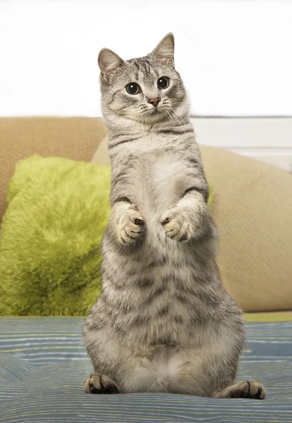 Young curious cat standing on a sofa, cute funny cat close up, domestic cat, funny cat in domestic background, cat standing, curious cat standing on 2 legs, standing cat, playing cat — Stock Photo, Image