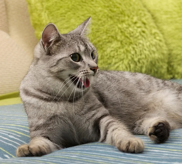 Gato muy cansado en un sofá, gato con la boca abierta en el fondo borroso, retrato de gato de cerca, solo la cosecha de la cabeza, bostezo gato de cerca en el fondo borroso, gato divertido, gato relajante, gato curioso, gato con la boca abierta — Foto de Stock