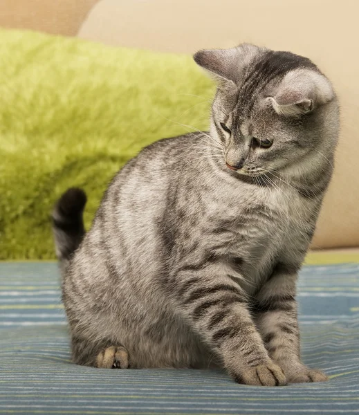 Katzenporträt in Nahaufnahme, Hauskatze auf dem Sofa nach unten schauend, glänzende Katze, Katze im unscharfen Hintergrund mit Platz für Werbung und Text, junge elegante Katze, Katze zu Hause, Hauskatze — Stockfoto