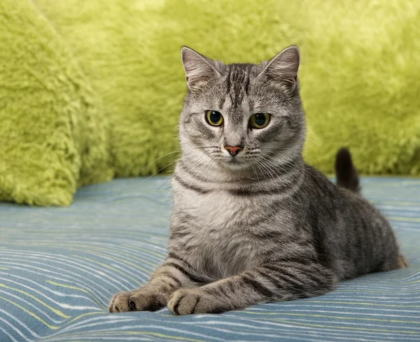 Cat portrait close up, domestic cat on a sofa looking down, shiny cat, cat in blur background with space for advertising and text, young elegant cat, cat at home, domestic cat — Stock Photo, Image